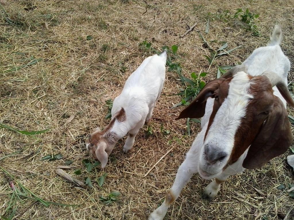 Apartment Agroturizam Radesic بوجي المظهر الخارجي الصورة